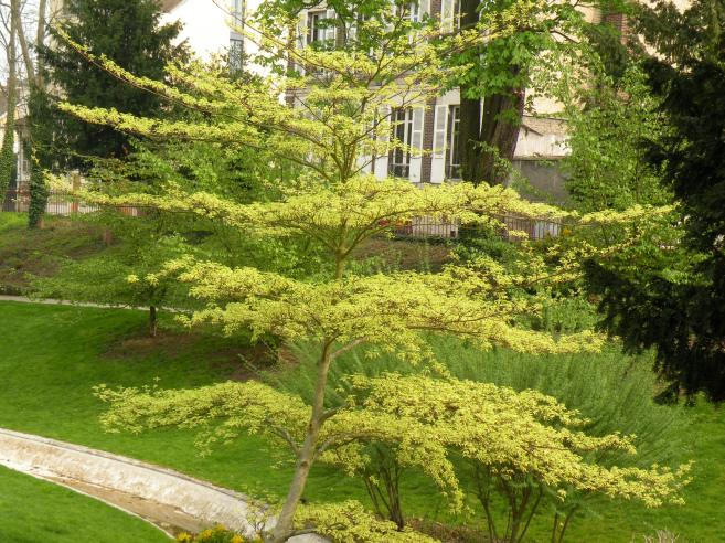  arbuste dans parc